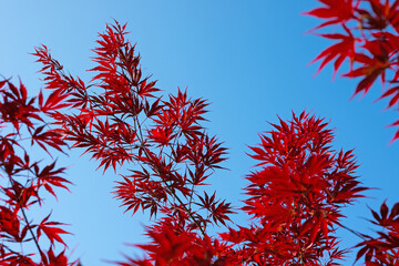 Japanischer Fächerahorn, Acer palmatum, vor blauen Himmel