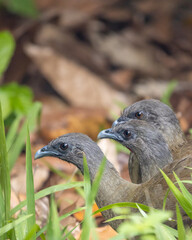 Group of three chachalacas walking in the field