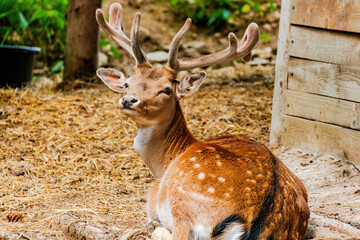 Cute deer posing in nature, wildlife