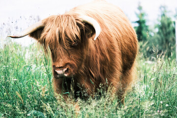 hairy cow close up shot in the nature