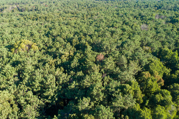 aerial top view of dense pine forest