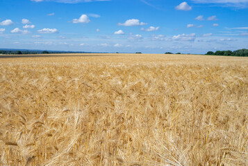 Goldgelbe Getreidefelder im Juli, August.