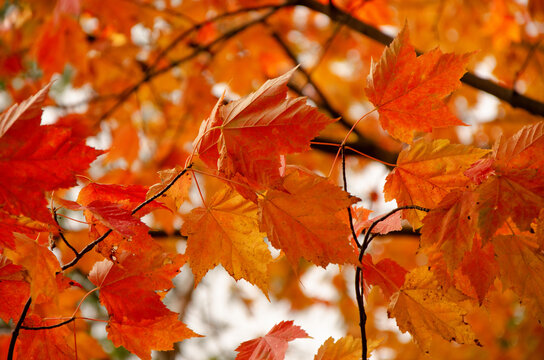 Red orange maple tree leaves Autumn Fall forest  background 