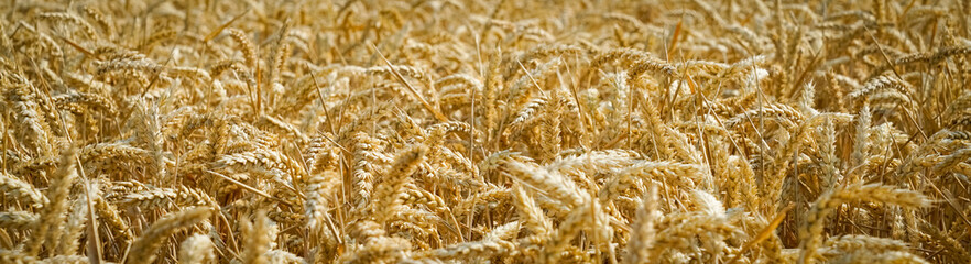 Reifes Getreide auf den Halm, Nahaufnahme.