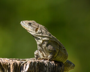 Iguana sunbathing on a tree trunk