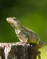 Iguana sunbathing on a tree trunk