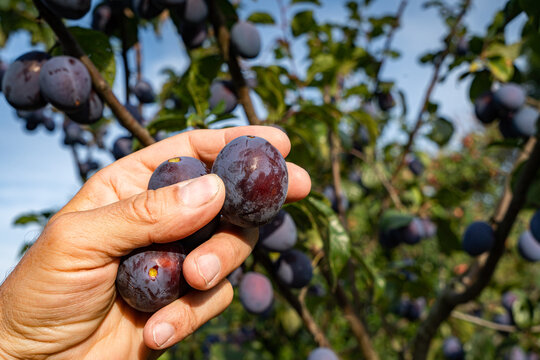 Drei reife Pflaumen werden in der Hand gehalten, im Hintergrund, Pflaumenbaum&auml;ste mit Pflaumen.