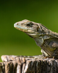 Iguana sunbathing on a tree trunk