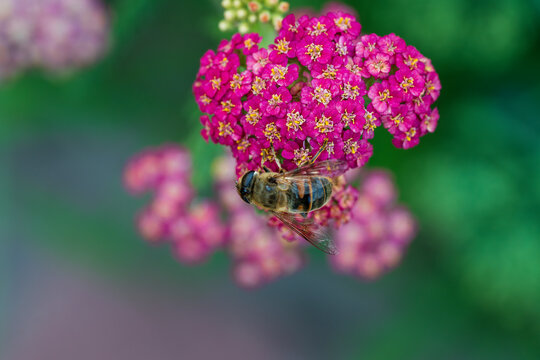 Detail of honeybee in violet yarrow flower, macro. Herb garden with honey bee insect, closeup - Powered by Adobe