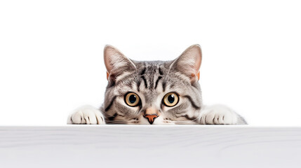 Cat peeking out from table with copy space isolated on white background.	
