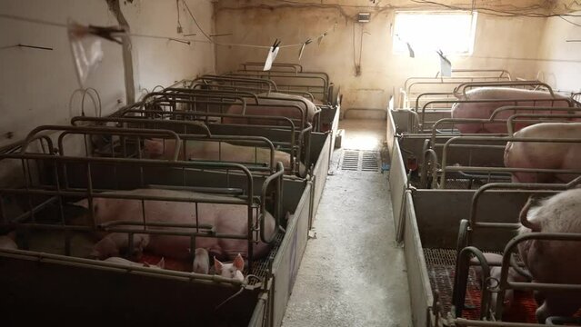 Sows feed their little piglets with breast milk