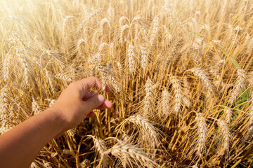 a hand touching a golden wheat ear in a wheat field. A warm day. Ripe harvest. space for copying.