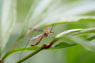 Close-up shot of a crane fly on leaves. Selective focus.