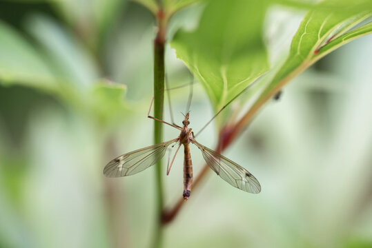 Close-up shot of a crane fly on leaves. Selective focus.