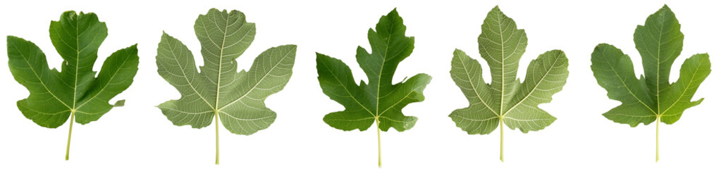 Collection of different green leaves isolated on transparent background.