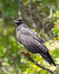 Snail Hawk perched on a branch at the edge of a swamp