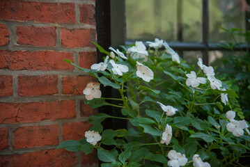 white flowers on a window brick walls