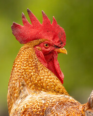 Portrait of a red crested rooster on a green background