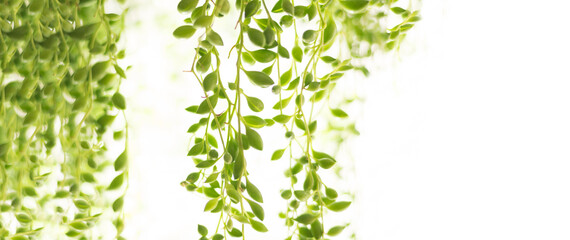 String of beads leaves, senecio rowleyanus, 