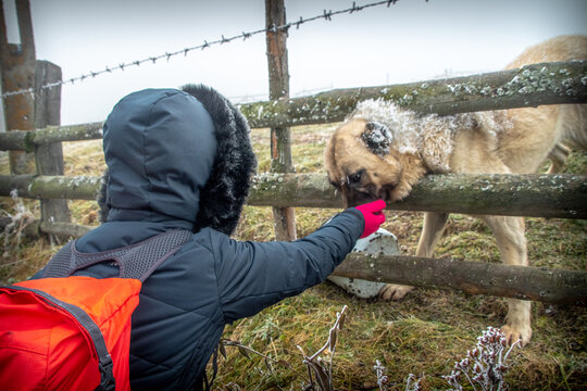 girl playing with dog