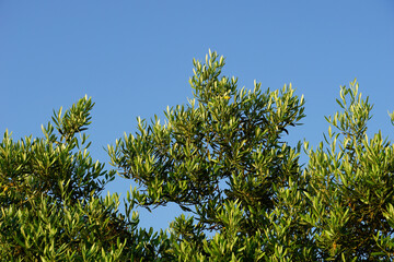 Olive tree Mediterranean species growth in Croatian south region Dalmatia
