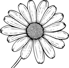 Daisy Vector