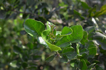 the flowers and young orange fruit on the stem look fresh