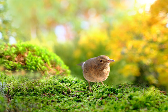 brown young chick, bird, songbird, Turdus Eremita, gordoni eremita Nesocichla sits on green moss, blurred natural landscape, cozy autumn mood, seasonal concept, feathered life, banner for designer