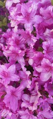 Fototapeta premium Flowers