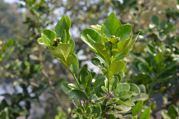 the flowers and young orange fruit on the stem look fresh