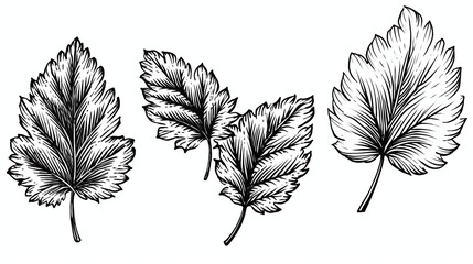 silhouette of leaves, leaf, plant, nature, pattern, flower, autumn, illustration, leaves