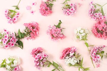 Abstract floral composition. frame of beautiful phlox flowers on a light background, still life and floral card for birthday, wedding, holiday concept with flowers, selective focus