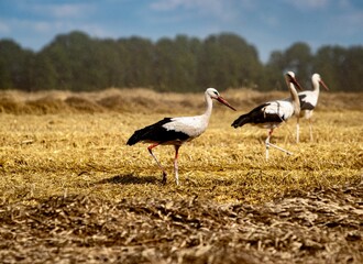 yellow billed stork on the field of wheat 
