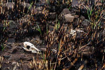 Brushfire Aftermath in Hawaii After Hurricane Lane Reflecting Climate Change 