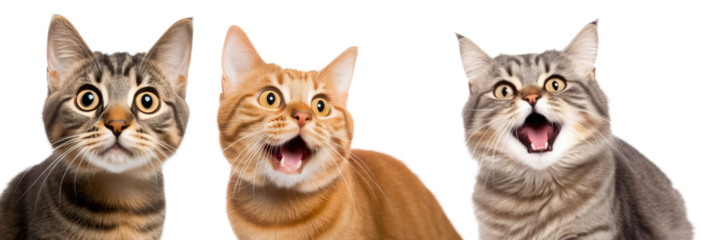 Three funny cats looking at the camera isolated on transparent background