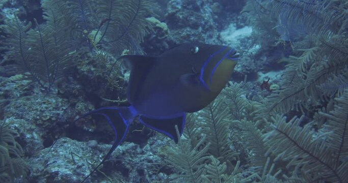  Queen triggerfish cruising reef.