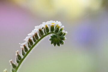 European turn-sole or European heliotrope with very small white and yellow flowers. Heliotropium europaeum.