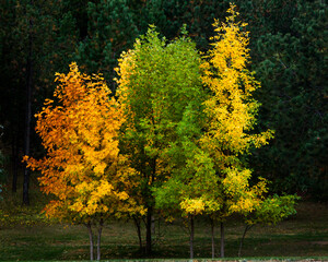 Fototapeta premium Three Shades of autum color