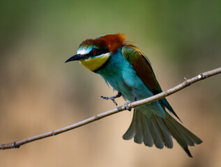 European Bee-eater