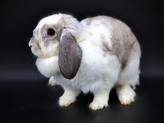 Cute furry fuzzy pet bunny rabbit