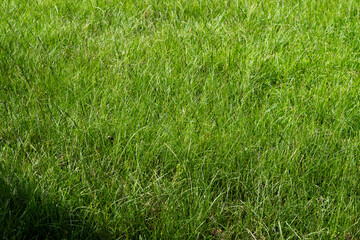 green grass background