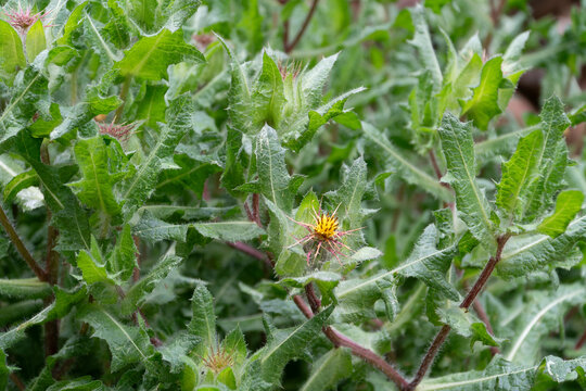 St. Benedict's thistle (Latin: Cnicus Benedictus) plant in closeup - the medicinal plant example used in folk medicine to stimulate the appetite and strengthen the function of the digestive tract.