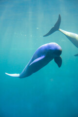 dolphin jumping out of water