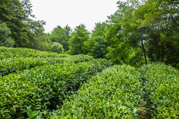 A beautiful landscape - a tea plantation with rows of green bushes with lush foliage on a hill and a space to copy against the background of trees in matsesta Sochi russia