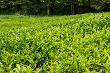 Fototapeta na wymiar A beautiful landscape - a tea plantation with rows of green bushes with lush foliage on a hill and a space to copy against the background of trees in matsesta Sochi russia