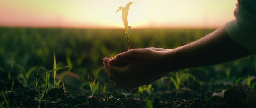 Female hands plant a sprout in the black soil at sunset. Agriculture background. Farmer planting crops in the field.