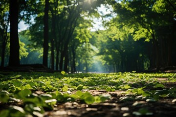 Obraz na płótnie Canvas Sunlight filtering through a forest - stock photography