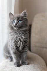 Fototapeta premium Vertical portrait of a cute gray Maine Coon kitten who sits on the edge of an armchair.