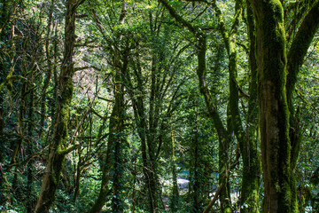 Mystical fairy-tale forest with mossy trunks and gnarled branches - yew-boxwood grove in Sochi, Krasnodar Territory and a space for copy