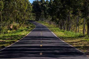 Fototapeta na wymiar Eucalyptus forest plantation and empty highway in Brazil